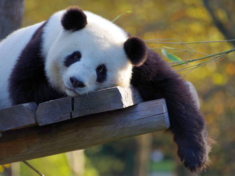 复旦大学校长金力在2023年本科生毕业典礼上寄语毕业生:拒绝躺平